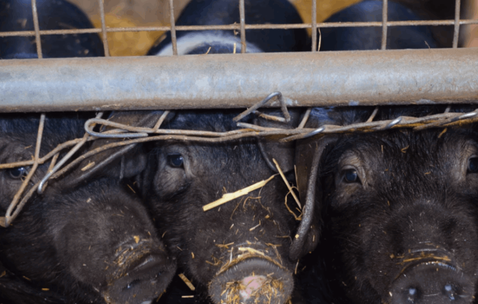 SITUACIJA U SVINJARSTVU SVE GORA: Prvog dana 2023. ukinuta carina na uvoz svinja u Srbiju